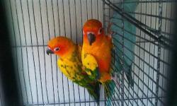 looking for a proven breeder male Swainson's Lorikeet either 3 yrs.old or up to 5 yrs.old,healthy,fully feathered,and closed-banded (must have DNA cert. w/band # on it)
This ad was posted with the eBay Classifieds mobile app.