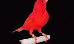 Looking to buy red factor canary male (916)835-3296 let me know. thanks