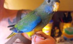 I am looking for breeding-age Scarlet-Chested Parakeets. Will pick up or meet in Chico/Marysville/Redding/ I need hens or pairs for new bloodlines. Please contact with location and price. Not interested in having them shipped to me.