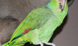 Looking to buy a Female green cheek conure must be DNA"d Also looking for a RED RUMP MALE thanks Lisa