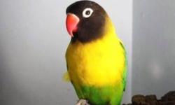 Im looking for this kind of bird wildtype lovebird..
This ad was posted with the eBay Classifieds mobile app.