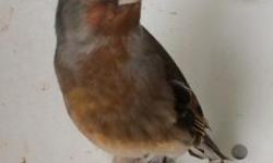 I'm interested in your zebra finch mutations please let me know what you might have for sale. Interested in Orange breasted, black breasted, black cheek, black face....Eumo or Eumo splits. Let me know at 707-720-3127
Thanks
This ad was posted with the