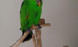 I am looking for a young male eclectus. I have bird experience and wanting to get one again after our move. If you have one you are selling/rehoming, please let me know age, price, location, and what is included. Thank you.