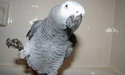 I would like to buy a fertile egg or baby out of nest Congo african grey. I do have an incubator and a brooder if it is an egg. I am very experienced with hand feeding. This is for a dear friend of mine who's husband has brain cancer. She is his daily