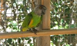 I'm interested in buying a young parrot preferably an active talkative and energetic breed. Either way that doesn't matter I'm just looking for a good companion and a forever pet. It will be living in my room and have its own cage and have lots of time to
