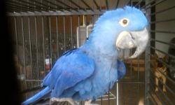 I am looking to buy entire clutches of any kind of parrot out of nest to hand feed. I love handfeeding and raising babies but do not have a large enough aviary to breed all the birds I would like to raise. I am very experienced and am looking for