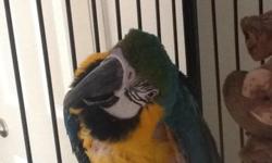 Wanting to trade my Blue and Gold Macaw for an African Grey or to sell to a good home, comes with a large cage an food! He is very cool and loves to talk an hold your hand, if interested please call 301-732-1358..
Thank you for looking.... :-)