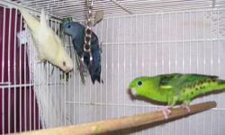 Looking for male birds for breeders