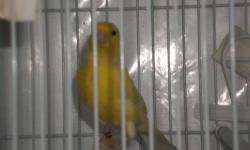 waterslager canary male $100.00 female $80.00 close club band 2013
I breed and show only waterslager
pure breed not cross
from champion line
shipping available from min 5 to20 bird
serious buyer only