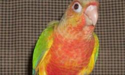 End of Summer Sale until end of September $225.00 Pineapple Green Cheek Conure baby weaned now. Hand tame and was hand fed by us. Loves to play with you or ride around on your shoulder. Enjoys spending time with their human flock members. Each baby is