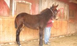 Bay john mule weanling out of a sorrel and white 14.3 paint mare and a 15.1 black jack. Has been tied and handled some. He was born 6-7-12. He measures 55 1/4 now. His sister was 15.3 as a two-year old.