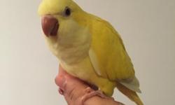 Just for this weekend. Super friendly yellow lutino baby Quaker. Gorgeous rare color. Friendly bird. Does not bite. $600. Original price was $850. Bird is 14 weeks old. No formula needed.
Call text or email 516-418-6481