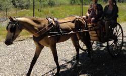 Welsh buckskin pony with cart and harness only four years old a rare opportunity he has been on trails, around aid cars ,traffic, barking dogs and other horses without a twitch he will make his owner proud. $4800