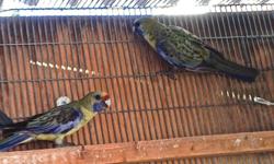 Gorgeous young bonded Pair of Western Rosella Birds - also known as Stanley Rosella, need new home. Must stay as a pair - $375 for the pair - call 619-447-4171
tropicislandbirds.com