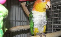 Currently taking deposits for White Bellied Caique hand-fed babies. These are the clown birds of the bird industry. They will amuse you for hours and are great for families, apartments and dormitories. Photos of the parents and past juveniles are posted