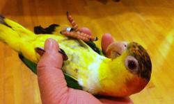 I have 2 White-bellied Parrot caique 5 months old tame and friendly, black color on the head will go away when about a year old,
They will step up and sits on shoulder, very playful.
DNA female and other unknown sexed.
$850 each.