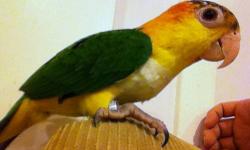 Babies 5 Months old white bellied caique, hand feed, tame
$850 each
1 male and 2 female available DNA sexed
can be pair un-relate $1500 pair tame