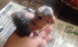 I have baby white bellied caique for sale they will be ready in 3 weeks ,babies are un sexed for more inf call or text 203 206 3485
This ad was posted with the eBay Classifieds mobile app.