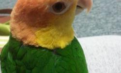 Sam is a 6 year old white belly caique. He can say some words. My bf and I have had him for two years now and we just don't have the time for him. He needs someone that can work with him more. When you take him out of the cage he can get a little nippy.