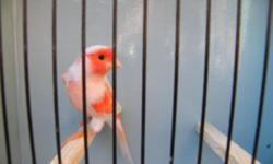 I have a resessive White canary beautiful bird. Would like it to go to a good home. Would like $75. I paid $100. Call me at 832-401-1556 thanks