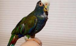 White Capped Pionus Birds are Gentle,Loyal & intelligent birds. We have just 1 available this is not a baby bird. Please contact me with any questions. Thank You