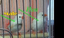 I have a one year old female and male white chestnut finch to rehome.
excellent health.
firm..cash & carry . $35 for both PLUS their cage!!! ONLY selling together......
Will not hold at all. Serious inquiries will come ASAP. Will not reply to spammers.If