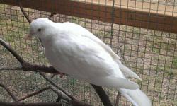 Pair of white doves
unsexed
Quiet
needs aviary
good with any type of bird
nonagressive