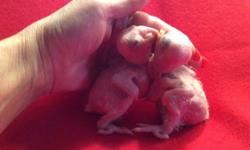 4 young pairs of snow white Ringneck doves and 3 young ones (1 fawn). Tame and healthy and breeding now. $5 each.