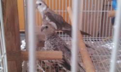 They are pair of white face cockatiel
3 years old and ready for breeding
They come with there cage
They visit the box these days
I am selling them because I am moving out
Reach me at 2 1 0 473. 14. 82