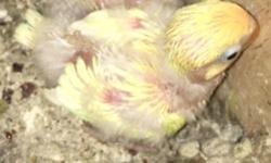 Dna'd male. Split to sable yellow head and creamino.
Baby birds can be sold ONLY to people who are experienced hand feeders. Be aware that I am not responsible for any condition arising after the birds are delivered, including but not limited to: