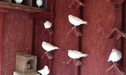 very beautiful healthy young white racers/ homers pigeons for sale. $8 each. Iranian high flying pigeons $15 and up. Tumblers $3 each. Please call (619) 987-2286.