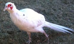 We have available a pair of breeding white pheasants for $25. They have been very productive this summer.
There are also 2 juvenile white females for $10 each, or $15 for both.