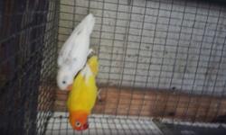 Young Healthy and good care lovebirds they are about 4 to 6 weeks old for just $120 for both of them interested please send me an Email thanks. Tengo 2 lovebirds jÃ³venes, saludables y bien cuidados de 4 y 6 semanas de nacidos se pide solo $120 por ambos