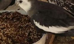 I have ten Whiteface Cockatiels. They are not your traditional yellow and gray cockatiels. My birds are outside in my aviary.I have males and females. Also 4 breeding boxes comes with them.. I am asking $200 for all.