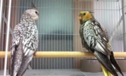 I have 4 pair breeding cockatiels for sale 100.00 per pair and couple others and 4 young baby cockatiels 10 weeks old for sale whiteface perals ,cages . call 254547 5051 or 2545772731
