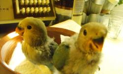 5 hand-fed whiteface lovebirds. 2 sea green, 2 dutch blues, and one heavy pied (cream color). These babies are super sweet, love to come out, and almost weaned. If interested, please contact Tricia at 916-308-8088
This ad was posted with the eBay