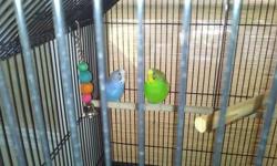 im willing to take your parakeets, only if you have a cage, if possible, and it can be a male, or a female, and any age. willing to pay for $10.00. please text or contact my number at 602-384-1924. thank you or email me at [email removed]