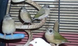 i am willing to take in unwanted finches of any kind. i have 2 big aivaries on wheels plus other cages(none real small). must be willing to meet near by or drop off at my home. call or text 724-877-1137 my zip code is 16161