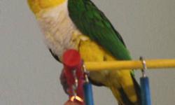 I'm looking for a female black headed caique for breeding. I have a male currently who is in need of a mate.
Please contact if you have a female with a closed band around age 5 (4-7 is acceptable) and have a DNA sexing certificate.