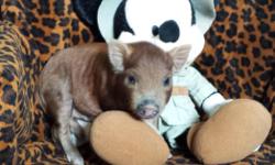 HIYAN: $500 pick up at ranch, Male, 19-23 lbs w...includes neuter.
if you want to have him shipped, then add $285.
HIYAN is a rich chocolate, about 65% cocoa and some red, lower nano micro mini piglet. He is a sweetie. He is the smaller twin to Hiram,. He