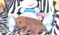 MELANIE is the daughter of Aristotle, a white 16 lb fully grown teen boar, and a black, nano micro mini sow. She was born on 7-20-12, with her pictures taken on 8-1-12. She is projected to be a nano micro mini pig, weighing 25 lbs when fully grown, and