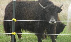Black (gray nose) Yak Heifer, 2 years old.
Possibly bred to Royal bull.
She is a good looking Yak but I must cut back my herd.