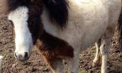 This is Ty he is as friendly as they get. He follows you like a puppy dog easy to catch broke to lead. He has 2 blue eyes. He is very well marked with a great attitudes is Ty he is a yearling bay pinto stud colt. He sells with AMHR registration