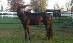 Yearling pony filly... should get 12.2hh... Very willing!
She was a rescue case... so vet references a must!