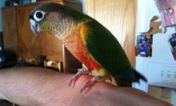 Hand-fed Yellow-sided and Pineapple Green Cheek Conures. Just weaned and ready for new homes. Super sweet and just darling pets. The yellow-sides are males and I have some pineapples I know are females. If interested, please contact Shayla at
