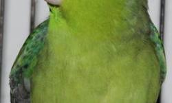 I have a Yellow male and Green female Parrotlet. They have been together for 4 years but have never produced eggs. The female is REALLY sweet the male needs some work. He does bite. The female will sit in your pocket and will let you pet her. When I take