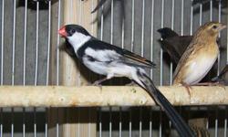 We sell finches wholesale to the Public, no minimum required. Some birds will not yet display full colors and will have Juvenile colors. Looks us up on Facebook (Forest Wonders). We have shipping available via Continental/United and USPS.
We accept