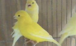 I have some beutiful canaries available for sale.
Beautiful females, and beautiful singing males.
All them young adults, really cute and healthy bird.
Champion blood line.
Asking $75 ea.
I have some used Breeder Canary Cages for sale if you need.
The