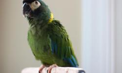 Emee is a chatty 12 year old yellow collared mini macaw. Can say "hello", "Hi", and "step up". He needs to find a home that can handle his chattiness. He enjoys having a morning and bedtime routine. Emee prefers calm adults and loves chewing wood block