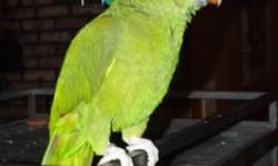 Lost his mate a few years ago and I'm retired from breeding. Beautiful bird, friendly but not really tame, though I think he would tame down very quickly with a little attention.
He's the largest of the mini-macaws and I don't know his age, but I felt he